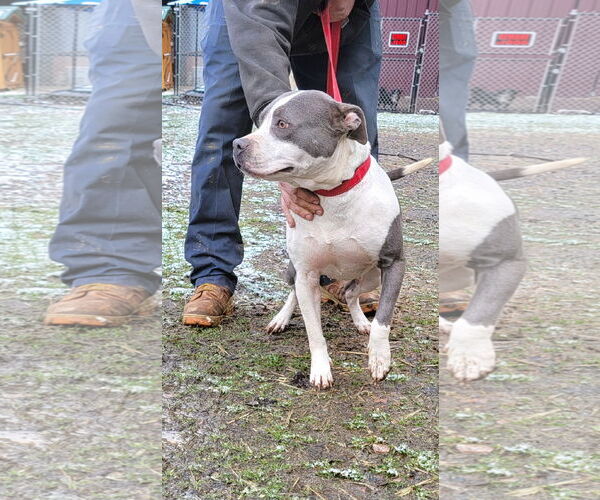 Medium Photo #2 Mutt Puppy For Sale in Rockaway, NJ, USA