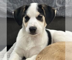 Labrenees Dogs for adoption in Brooklyn Center, MN, USA