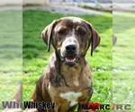 Small #10 Catahoula Leopard Dog Mix