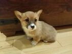 Small Photo #3 Pembroke Welsh Corgi Puppy For Sale in HARTVILLE, MO, USA