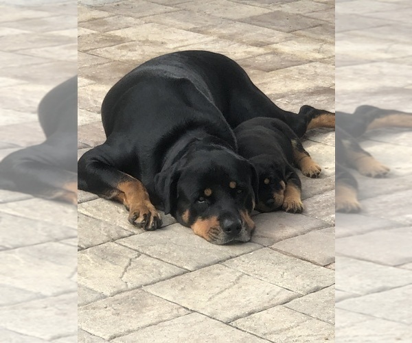Medium Photo #3 Rottweiler Puppy For Sale in PALM COAST, FL, USA