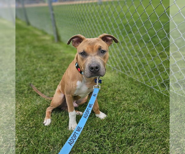 Medium Photo #2 Mutt Puppy For Sale in Fargo, ND, USA