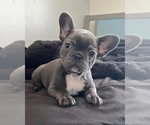 Puppy 5 French Bulldog