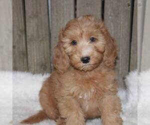 Goldendoodle-Poodle (Miniature) Mix Puppy for sale in STANLEY, WI, USA