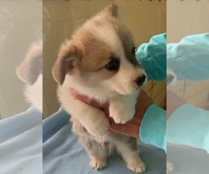 Pembroke Welsh Corgi Puppy for Sale in PURCELL, Oklahoma USA