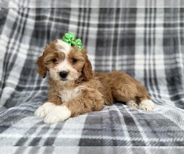 Medium Photo #1 Cavapoo (Miniature) Puppy For Sale in LAKELAND, FL, USA