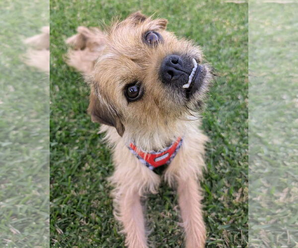 Medium Photo #2 Mutt Puppy For Sale in Corona, CA, USA