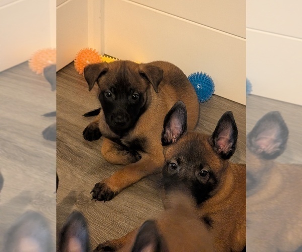 Medium Photo #5 Belgian Malinois Puppy For Sale in OSHKOSH, WI, USA
