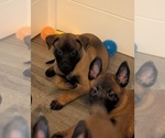Small #4 Belgian Malinois