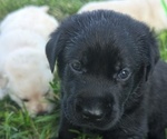 Small Photo #14 Labrador Retriever Puppy For Sale in DEARBORN, MO, USA