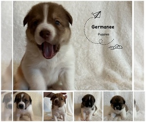 German Shepherd Dog-Great Pyrenees Mix Puppy for sale in CALCIUM, NY, USA