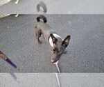 Small #15 Dachshund Mix