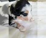 Small Photo #4 Australian Shepherd Puppy For Sale in ERDA, UT, USA