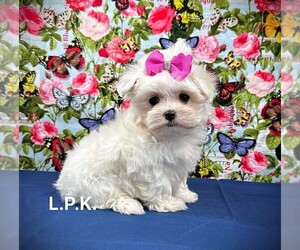 Maltese Puppy for sale in WINNSBORO, LA, USA