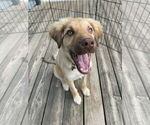 Small #5 Golden Retriever Mix
