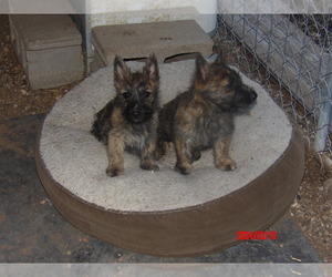 Bushland Terrier-Scottish Terrier Mix Puppy for sale in WHITEWOOD, SD, USA