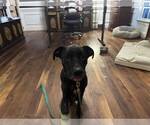 Small #2 American Pit Bull Terrier-Labrador Retriever Mix