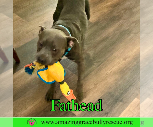 Medium Photo #14 American Pit Bull Terrier-Unknown Mix Puppy For Sale in Pensacola, FL, USA
