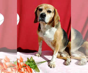 Louie-He's got a sponsor! - Male Puggle Dog for Adoption - Photo #5
