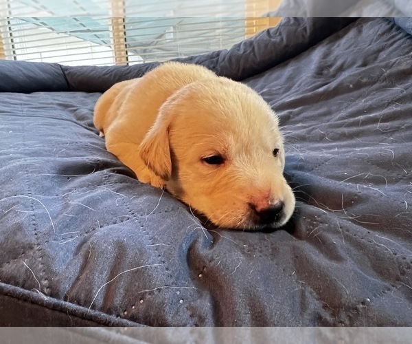 Medium Photo #10 Labrador Retriever Puppy For Sale in CLOVIS, CA, USA