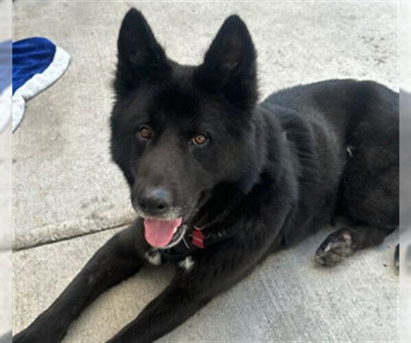 Medium Photo #2 German Shepherd Dog Puppy For Sale in Pasadena, CA, USA