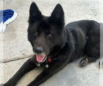 Small #1 German Shepherd Dog