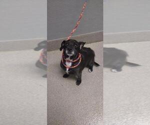 Medium Chihuahua Mix