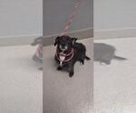 Small Chihuahua Mix