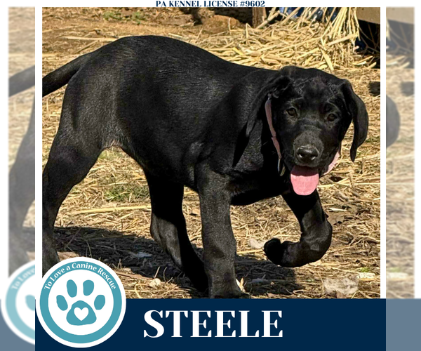 Medium Photo #2 Golden Retriever-Great Dane Mix Puppy For Sale in Kimberton, PA, USA