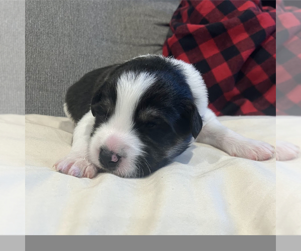 Medium Photo #1 Border-Aussie Puppy For Sale in CAMARILLO, CA, USA