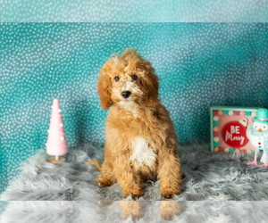Poodle (Miniature) Puppy for sale in SHIPSHEWANA, IN, USA