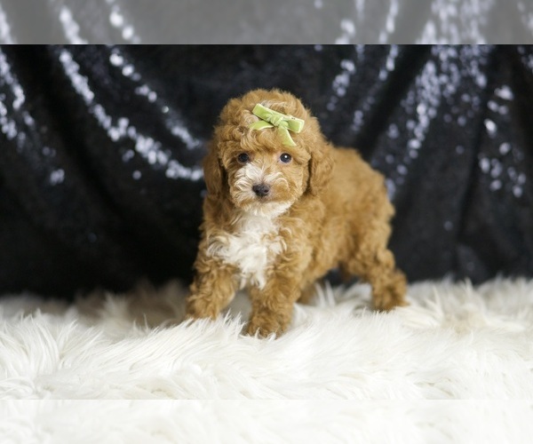 Medium Photo #3 Poodle (Toy) Puppy For Sale in WARSAW, IN, USA