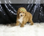 Small #2 Poodle (Toy)