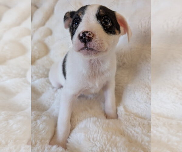 Medium Photo #7 Mutt Puppy For Sale in Brooklyn Center, MN, USA