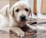 Puppy Yellow female 1 Labrador Retriever