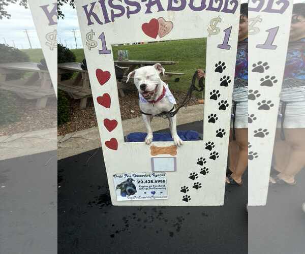 Medium Photo #15 American Pit Bull Terrier-Unknown Mix Puppy For Sale in Crete, IL, USA