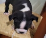 Puppy Puppy 2 Boston Terrier
