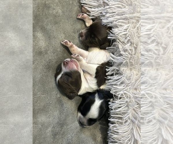 Medium Photo #12 Portuguese Water Dog Puppy For Sale in BAYTOWN, TX, USA