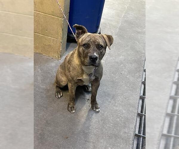 Medium Photo #1 American Pit Bull Terrier Puppy For Sale in Stockton, CA, USA