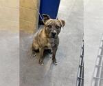 Small American Pit Bull Terrier