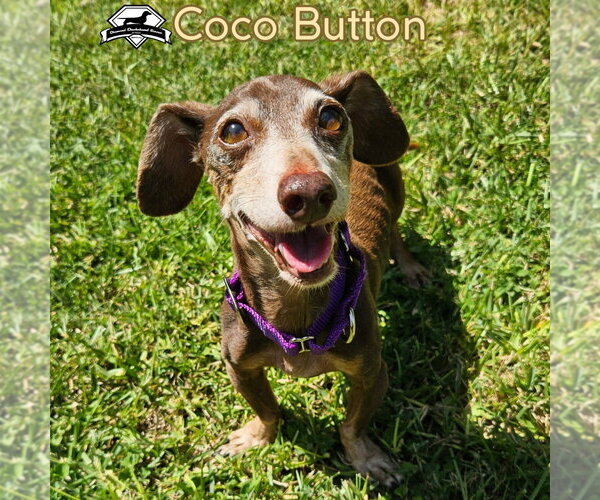 Medium Photo #6 Dachshund Puppy For Sale in San Antonio, TX, USA
