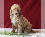 Small Goldendoodle-Poodle (Miniature) Mix