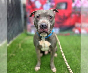 Mutt Dogs for adoption in Long Beach, CA, USA