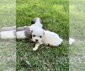 Poodle (Standard) Puppy for sale in DINWIDDIE, VA, USA