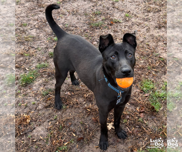 Medium Photo #6 Labrador Retriever-Unknown Mix Puppy For Sale in Washington, DC, USA