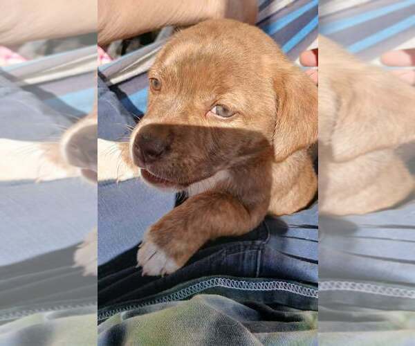 Medium Photo #2 Labrador Retriever-Unknown Mix Puppy For Sale in Aurora, IN, USA