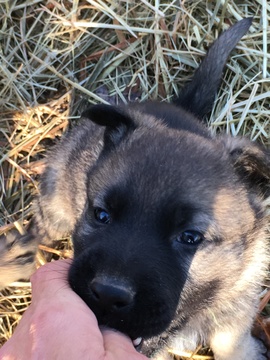 Medium Photo #59 German Shepherd Dog Puppy For Sale in BROOKEVILLE, MD, USA