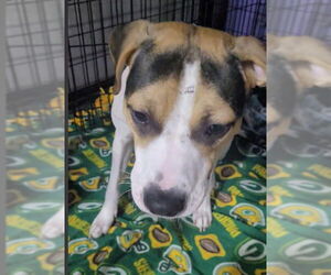 Beagle-Unknown Mix Dogs for adoption in Sheboygan, WI, USA