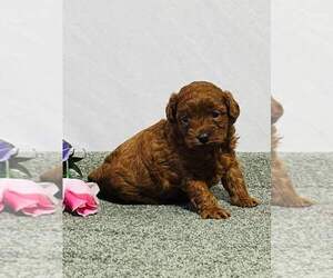 Cavapoo-Poodle (Miniature) Mix Puppy for sale in STRASBURG, OH, USA