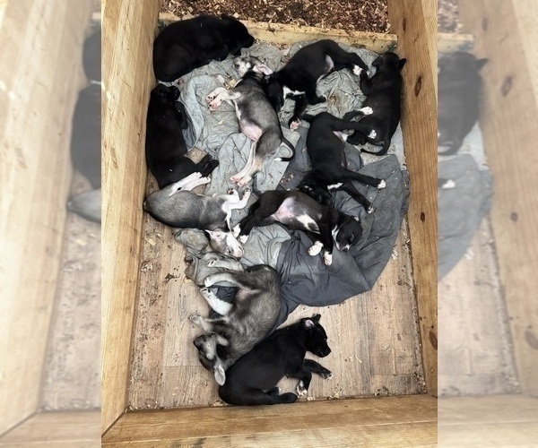 Medium Photo #1 American Staffordshire Terrier-Siberian Husky Mix Puppy For Sale in SNEADS FERRY, NC, USA